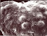 2 - Immagine al SEM di un tetrasporofito con concettacoli e campi di tricociti